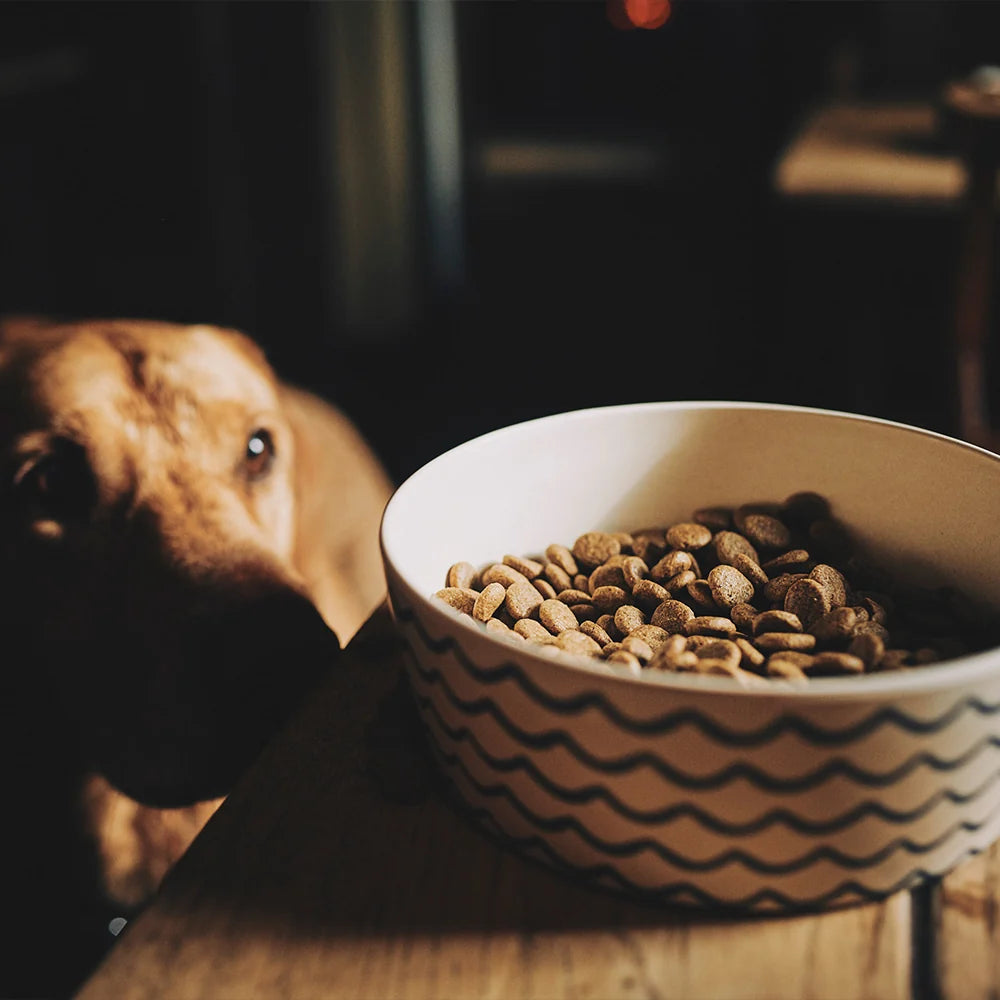 Non-Slip Pet Food Bowl
